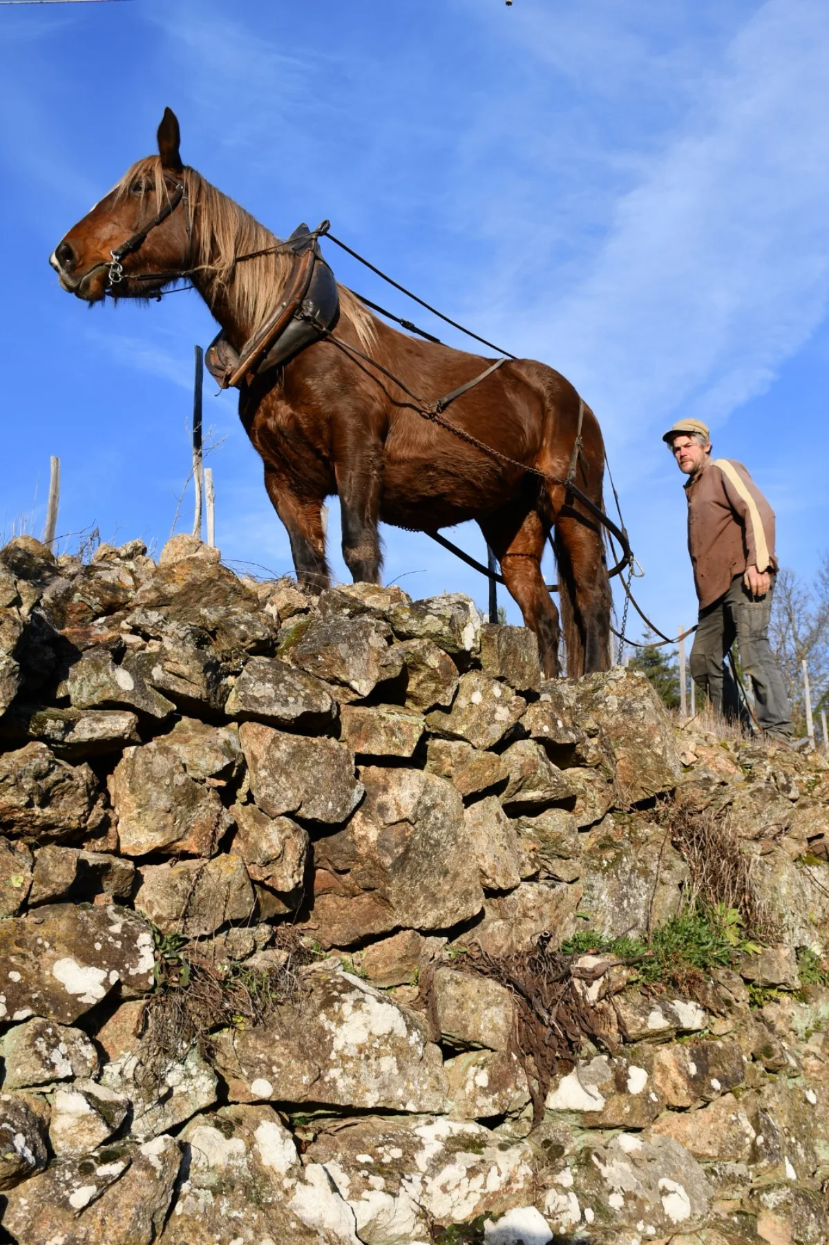 Travail au cheval dans une parcelle